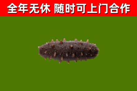 德钦回收海参干